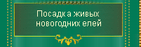 Посадка живых новогодних елей