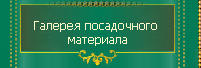 Галерея посадочного материала